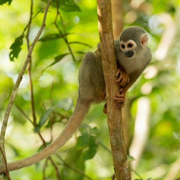 Napo Wildlife Centre_YOU Travel & Cruise1.jpg
