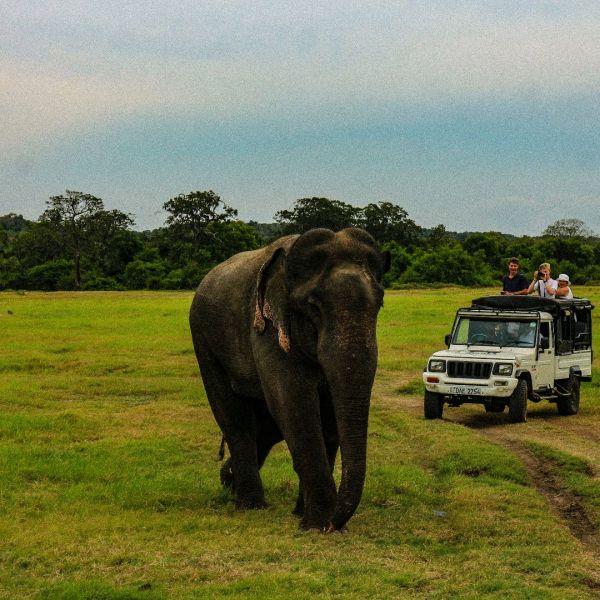 The Culture & Wildlife of Sri Lanka_YOU Travel Tauranga2.jpg